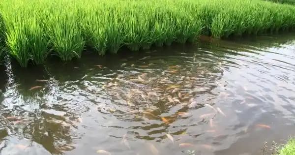 Aqua-Green Marvel: Apatani's Mastery in Paddy-Fish Cultivation