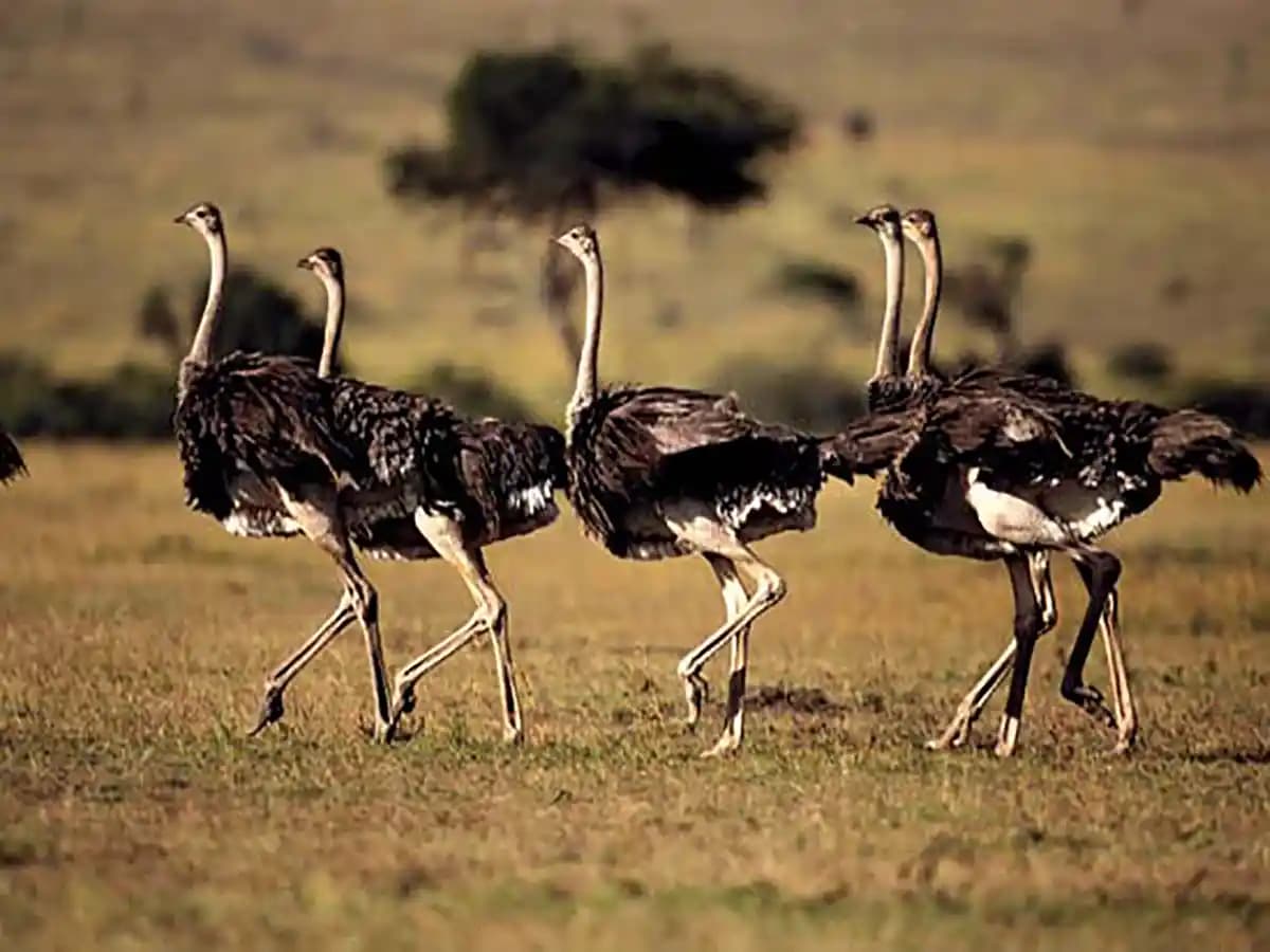 Was Prehistoric India ever home to African Ostriches?