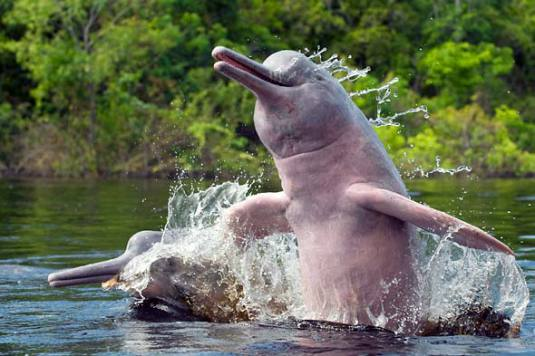 The Vanishing Echoes of the Ganges River Dolphin